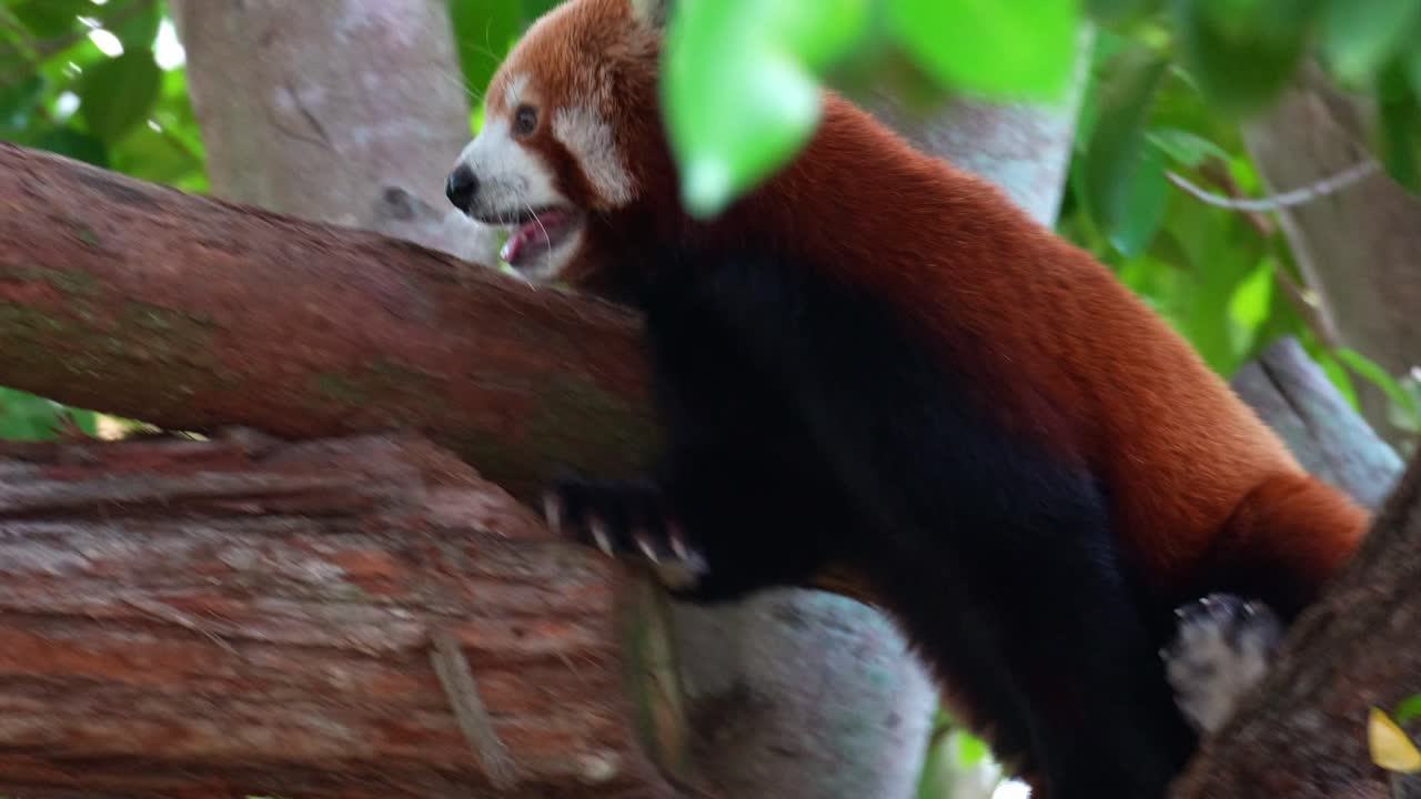 Roztomilá panda červená (Ailurus fulgens) šplhající po stromě, detailní záběr