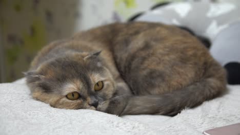 4k. vista lateral. gato, tendido en la cama, usando un teléfono inteligente con una maqueta de pantalla verde.