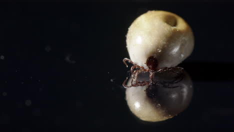 macro view of parasitic tick with blood engorged idiosoma on reflective surface