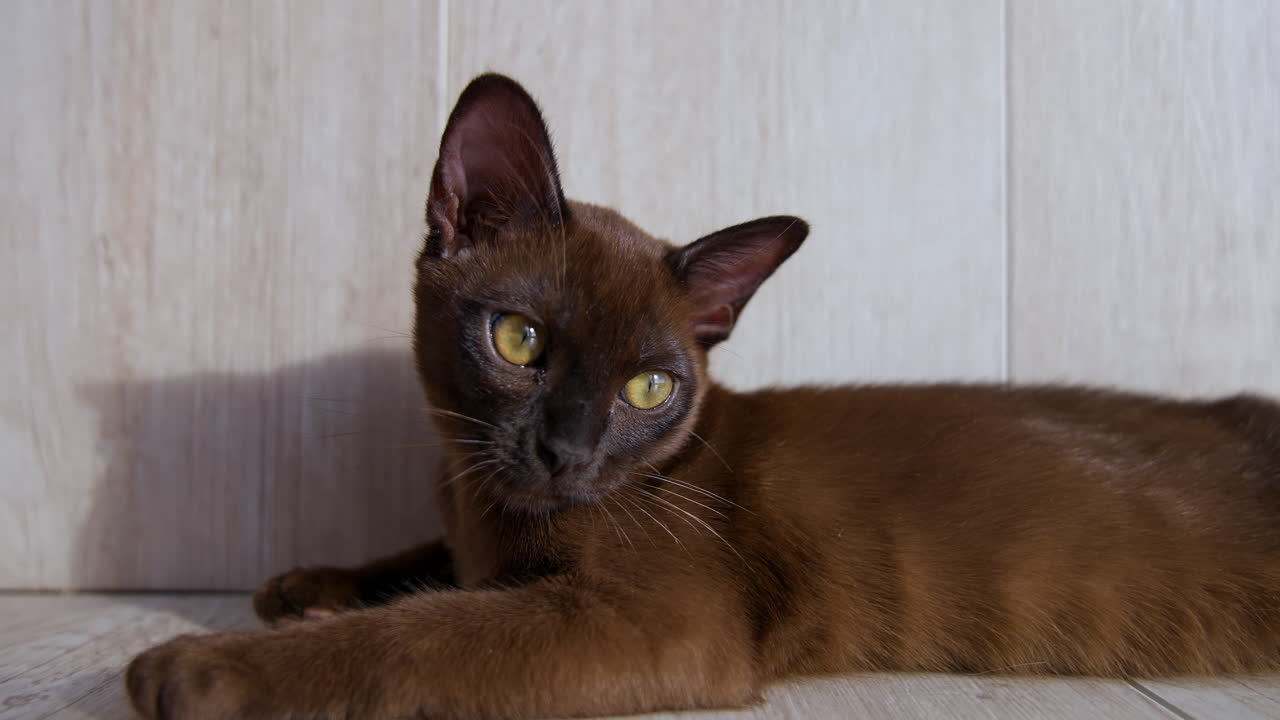 Piccolo gattino birmano guarda attentamente davanti a sé. Bellissimo animale color cioccolato. Il gatto è sdraiato sul pavimento.