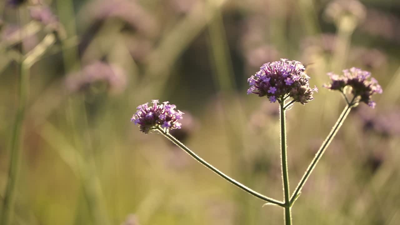 primer plano de un colibrí que se eleva delicadamente sobre las vibrantes flores silvestres púrpuras en un prado iluminado por el sol