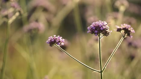 close-up of a hummingbird hovering delicately over vibrant purple wildflowers in a sunlit meadow