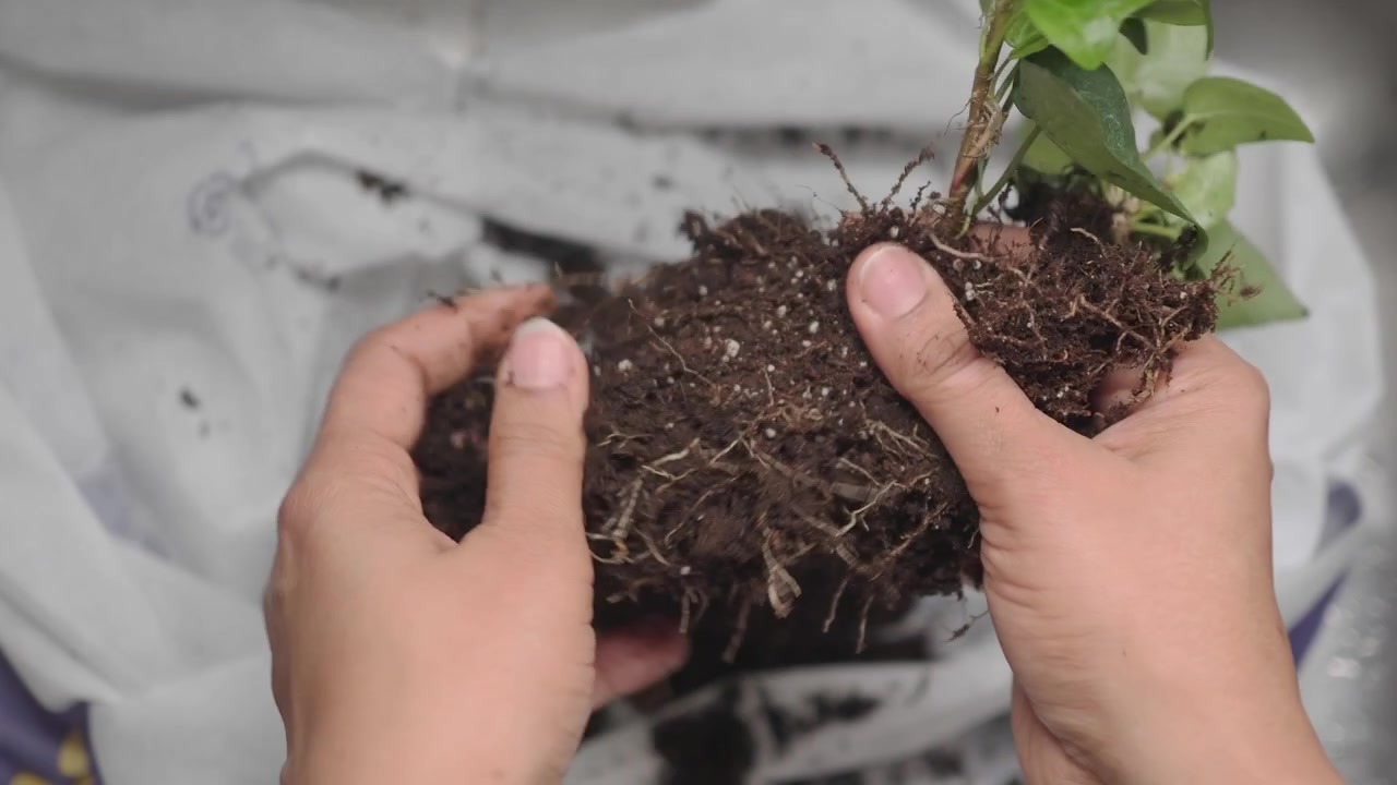 Persona che allenta delicatamente il terreno e le radici di una pianta in vaso
