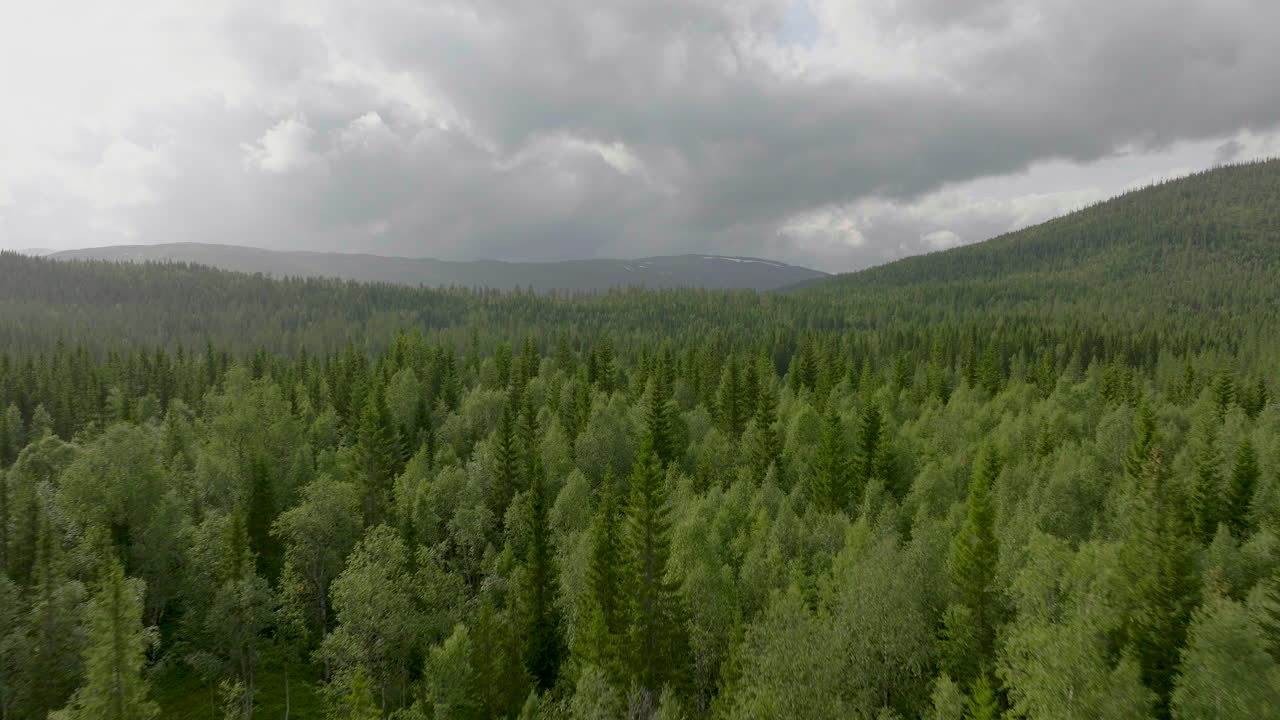 Lentäen tiheiden kuusien yli metsässä lähellä Namsskogania Norjassa.
