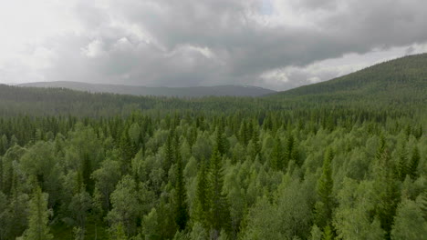 flying over dense spruce trees in forest near namsskogan in norway