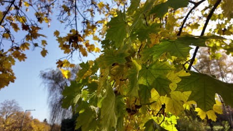 green and yellow maple leaves in autumn sunlight