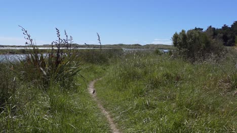 Nearing-the-end-of-walking-trail-as-river-gives-way-to-sand-dunes-on-a-sunny,-windy-springtime-day