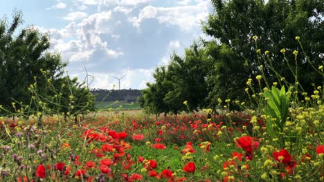 almond trees and poppies with windmill in the background