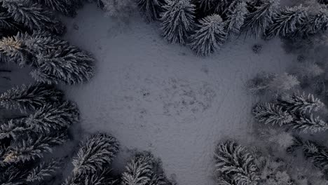 Top-down-aerial-drone-footage-of-boreal-forest-during-frozen-winter