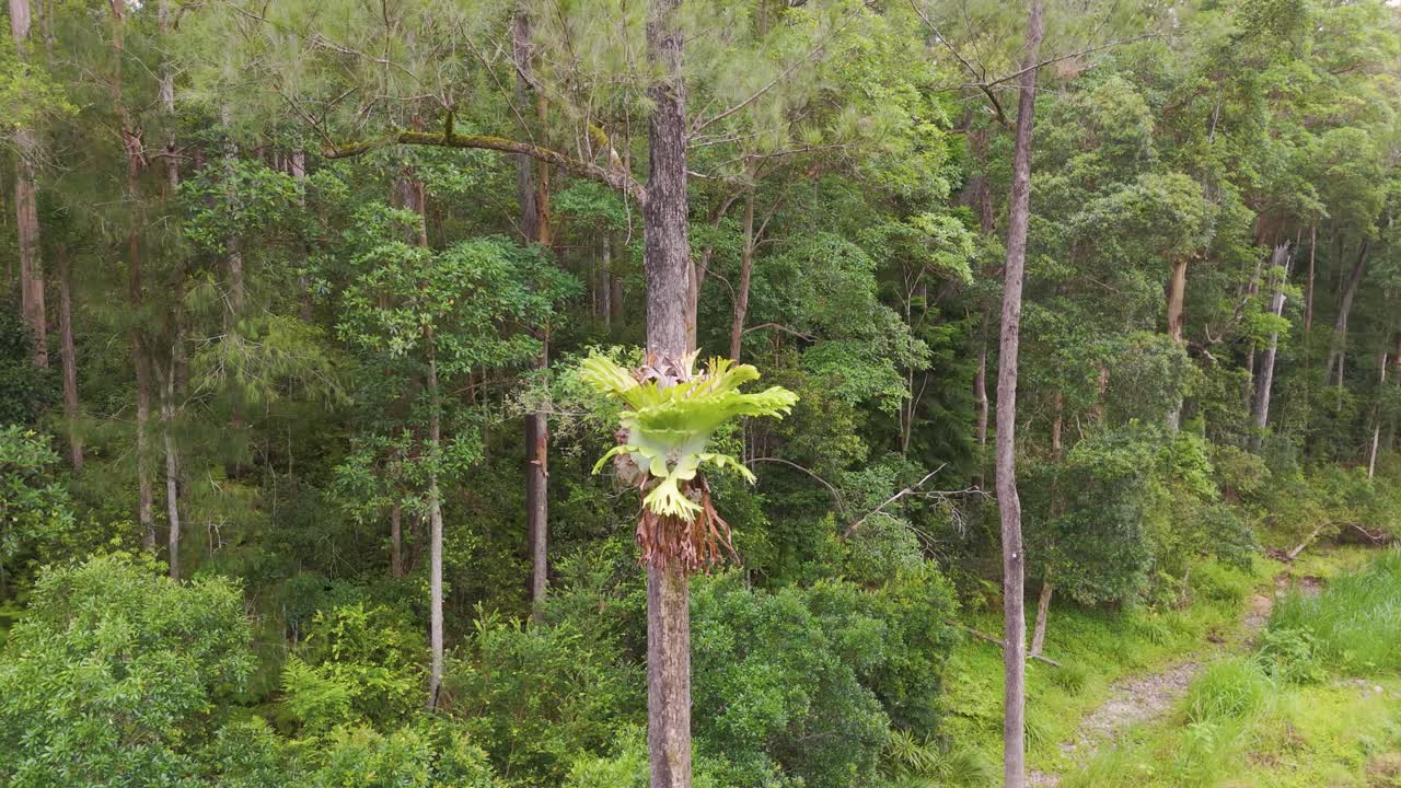 Hjortetakbregne vokser på træstamme i skov