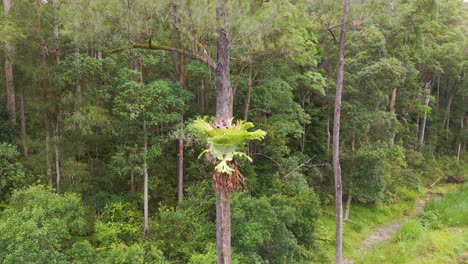 el helecho de cuerno de ciervo crece en el tronco de un árbol en el bosque