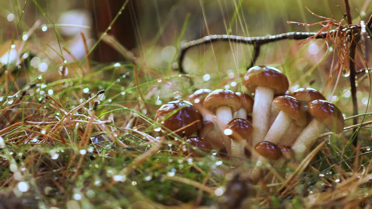 Опята (Armillaria) в солнечном дождливом лесу