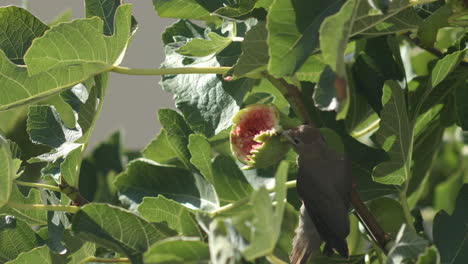 Bird-eating-fig-from-leafy-tree-with-red-fig-fruit-flesh-and-seeds-showing,-Mouse-eater-bird-Cape-Town