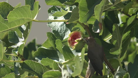 bird eating fig from leafy tree with red fig fruit flesh and seeds showing, mouse eater bird cape town