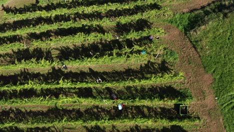 Harvesting-grapevine-in-vineyard,-aerial-view-of-winery-estate-in-Europe,-workers-pick-grapes,-aerial-view