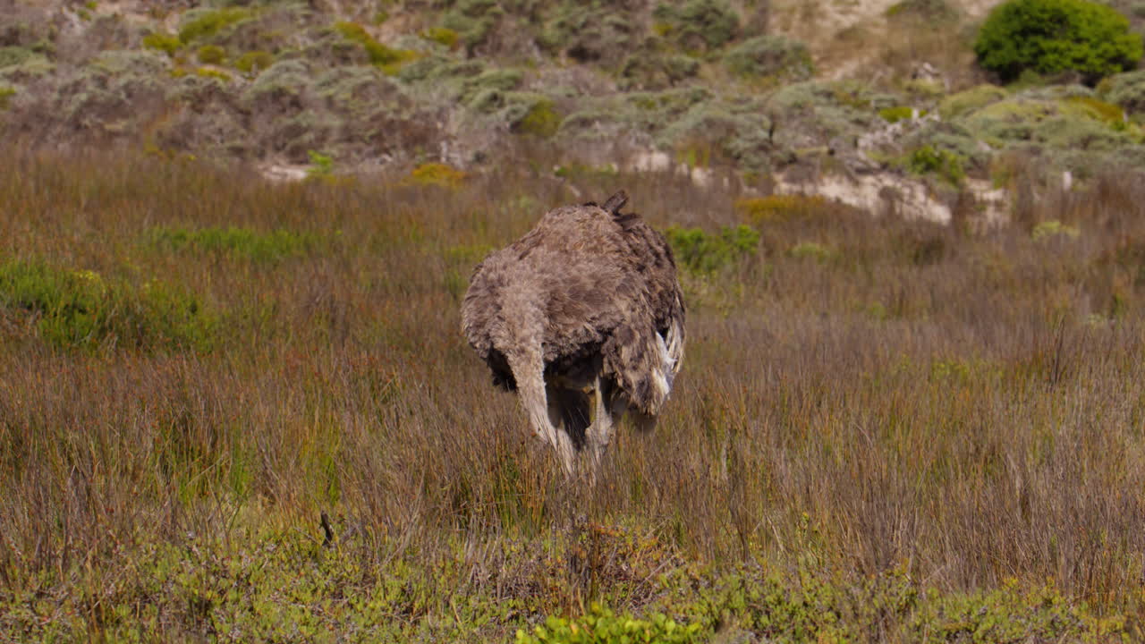 Struzzo femmina con piumaggio marrone che cerca cibo nel campo, Riserva Naturale di Cape Point