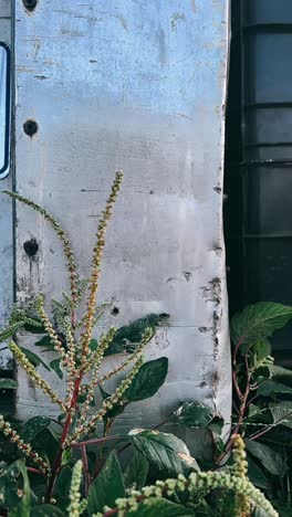 plants growing on a rusted metal wall