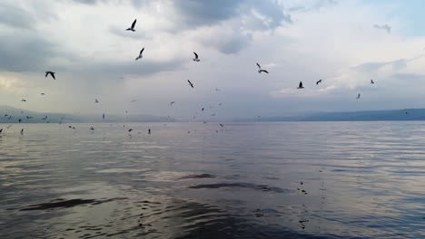 Seagulls-flock-fly-over-the-dead-sea,-cloudy-blue-sky-background