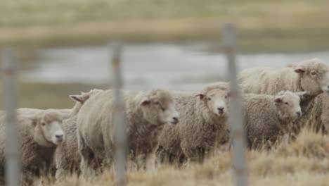 merino sheep herd in argentina