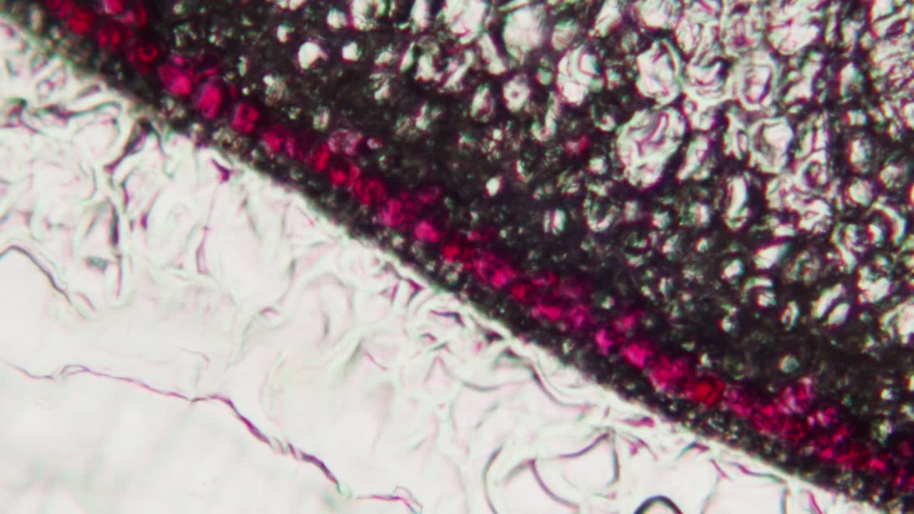 Microscopic View of Stained Plant Cells and Tissue
