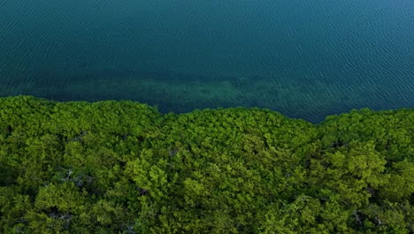 top down angled pan across edge of mangrove forest, ocean, and reef