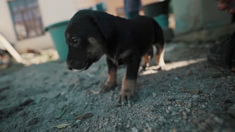 cute black and brown homeless puppy at the slums