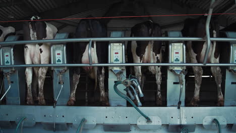 modern cows milking platform at production facility. farming parlour equipment.