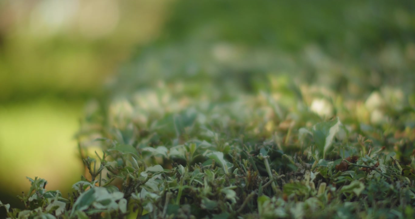 Green bushes in the park