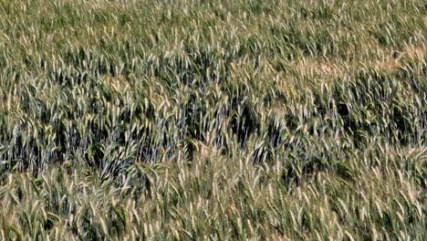 aerial top shot sorghum field ready for harvest wagging with the wind