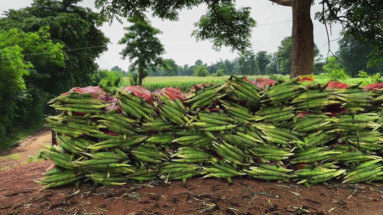 Kırsal bir tarım çiftliğinde, arka planda gelişen bir mısır tarlası görünürken, file demetler halinde istiflenmiş yeni hasat edilmiş mısır koçanlarının yanından geçen kamera çekimi.