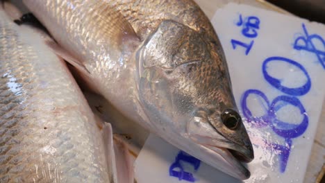 Pescado-De-Lubina-Fresco-Crudo-Vivo-A-La-Venta-En-El-Mercado-De-Pescado-De-Tailandia