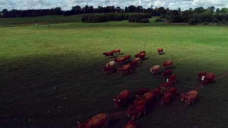 Herd-of-domestic-cows-running-on-the-open-grasslands--Aerial