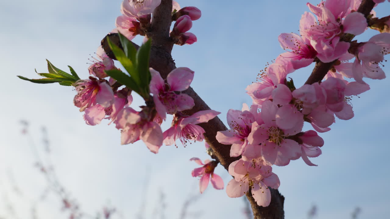 Close Up of Sakura Blossoms in Bloom on a Sunny Spring Day