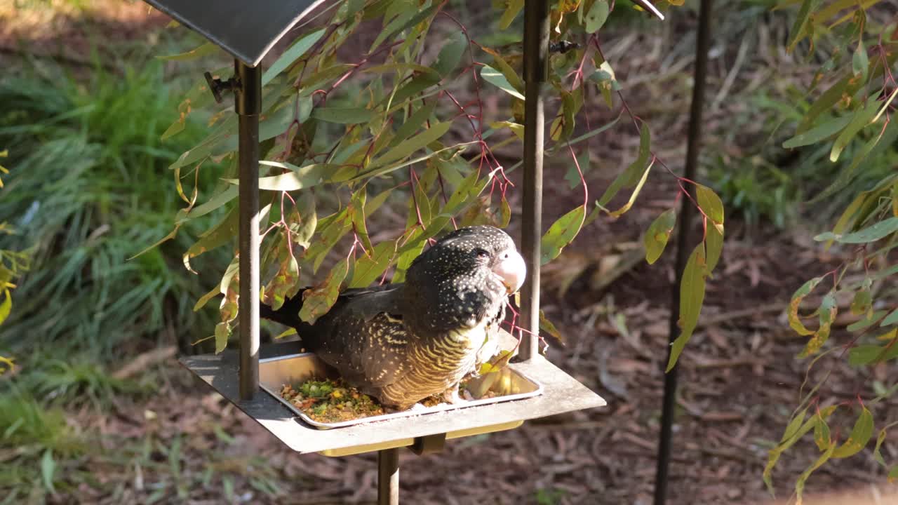 멜버른 의 새 먹이소 에서 먹는 카카투