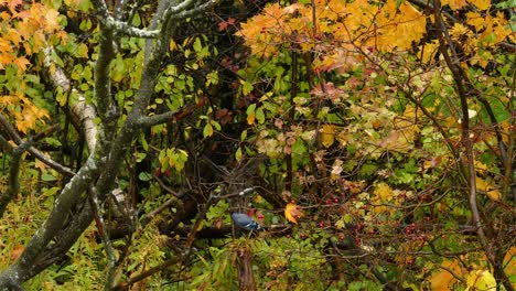 blue jay bird pecking while sitting on tree branch in the forest on a rainy day in autumn