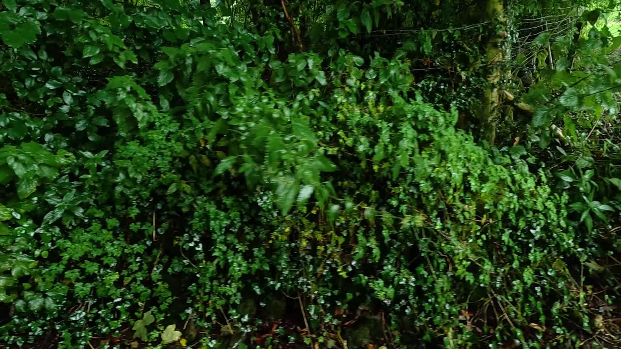 vegetación densa en un entorno forestal tranquilo