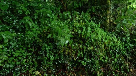 vegetación densa en un entorno forestal tranquilo