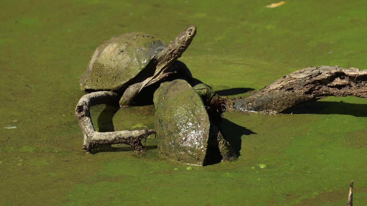 Two freshwater terrapin sun basking on a tree branch in the water while covered in a layer of green algae, perfectly camouflaging them against their aquatic environment, Mkhuze Game Reserve.