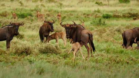 cámara lenta: la cría de ñu azul corre alegremente hacia la madre y comienza a amamantar en medio de una manada de terneros y hembras en un campo de hierba verde con una manada de impalas en el fondo