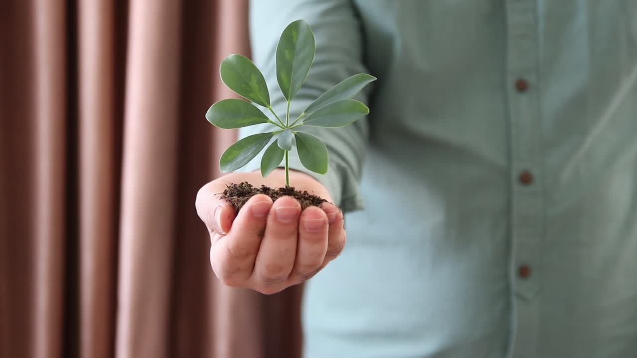 un puñado de tierra planta joven