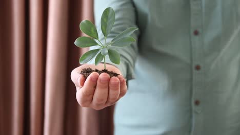 un puñado de tierra planta joven