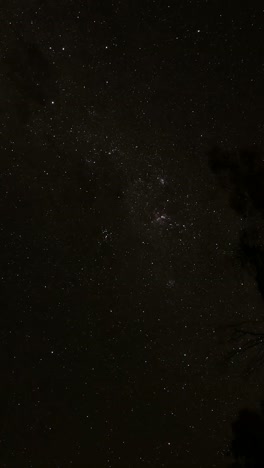 estrellas visibles a través de los árboles en silueta por la noche