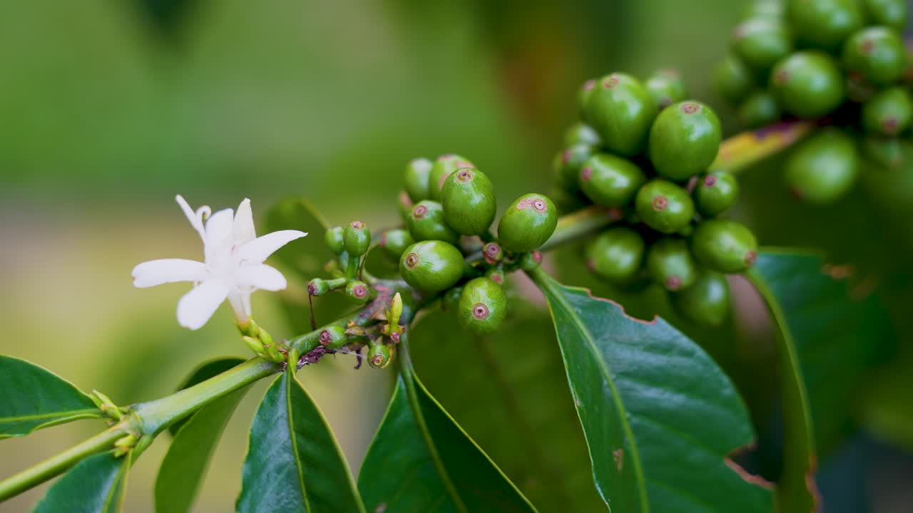 Green coffee fruit and flower growing on tree, Coffea robusta agriculture cash crop