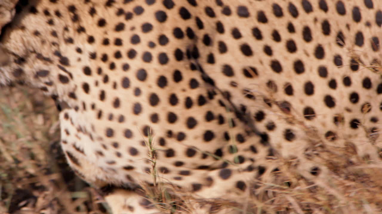 Close up pan shot of a cheetah's print as it walks through tall grass