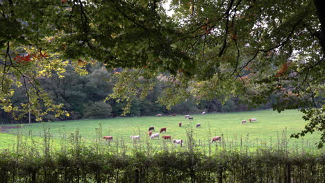 cows on the green open grassland - ravensdale forest park, ireland