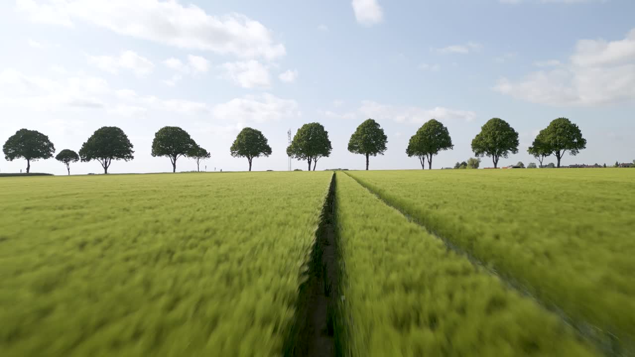 Slow dolly overhead tractor tracks within a ripe rapeseed field in the German countryside