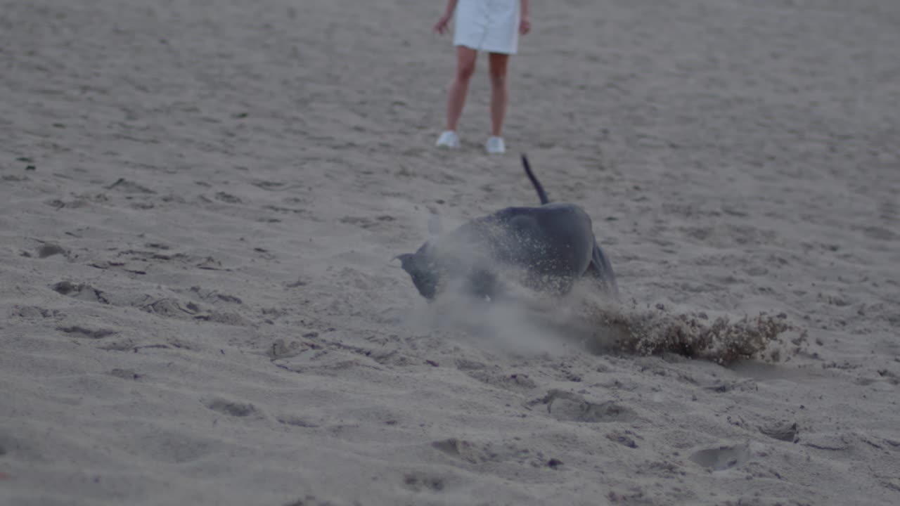 아메리칸 스태퍼드셔 테리어가 공을 향해 달려가 모래 언덕에서 느린 동작으로 공을 잡습니다.
