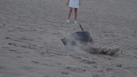 staffordshire terrier americano corriendo hacia la pelota y agarrándola en dunas de arena en cámara lenta