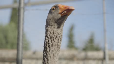 close-up of a greylag goose