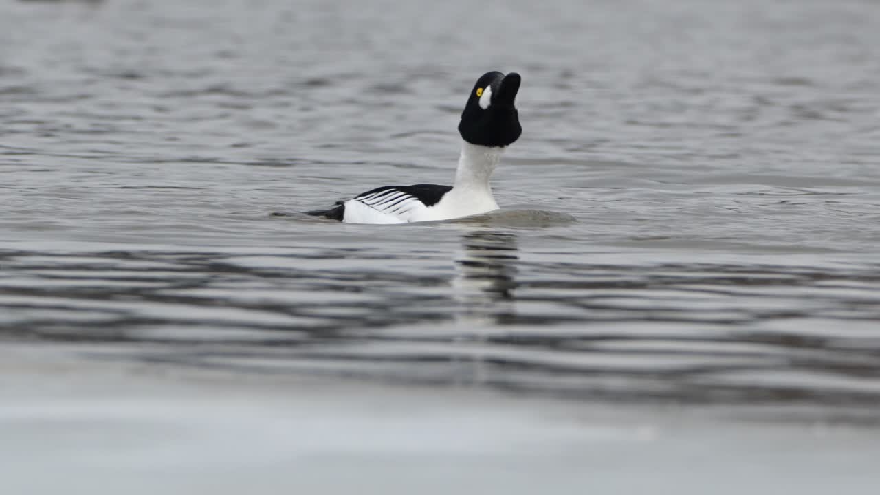 macho de pato de ojo dorado común nadando a través del agua helada del estanque, con la cabeza balanceada, noruega